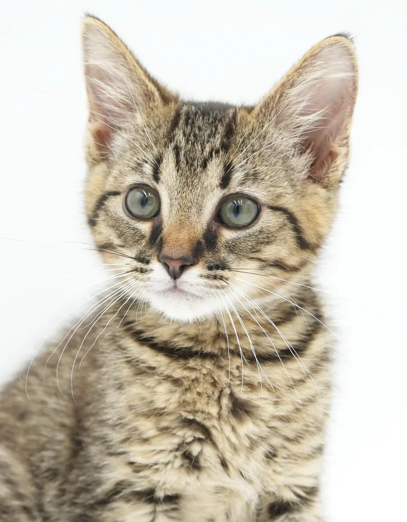 Sammy is a baby thumbnail 6