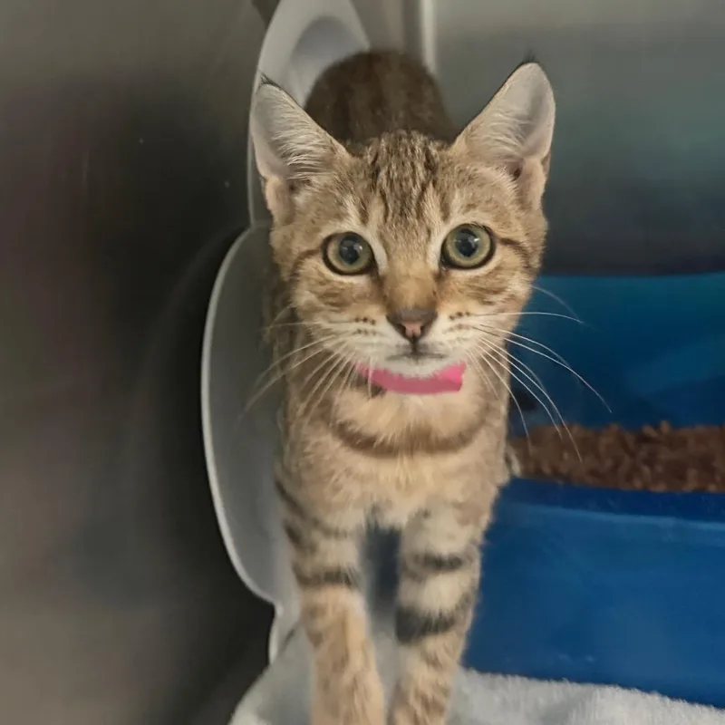 A baby small-sized female Brown / Chocolate Domestic Short Hair cat named Falcon for adoption in Lakeland, FL