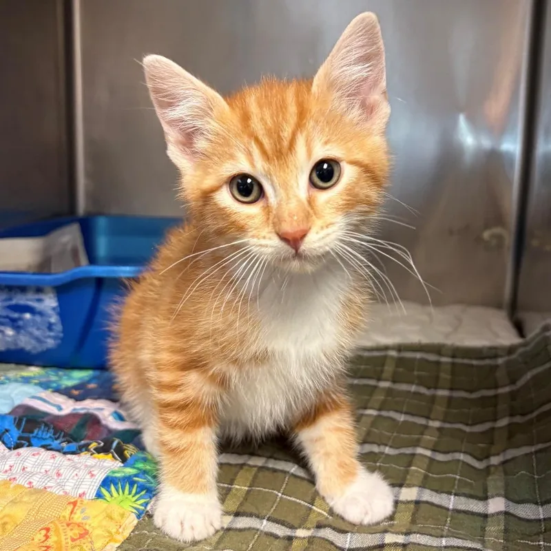 A baby small-sized male Orange / Red Domestic Short Hair cat named Gimlet for adoption in Chehalis, WA