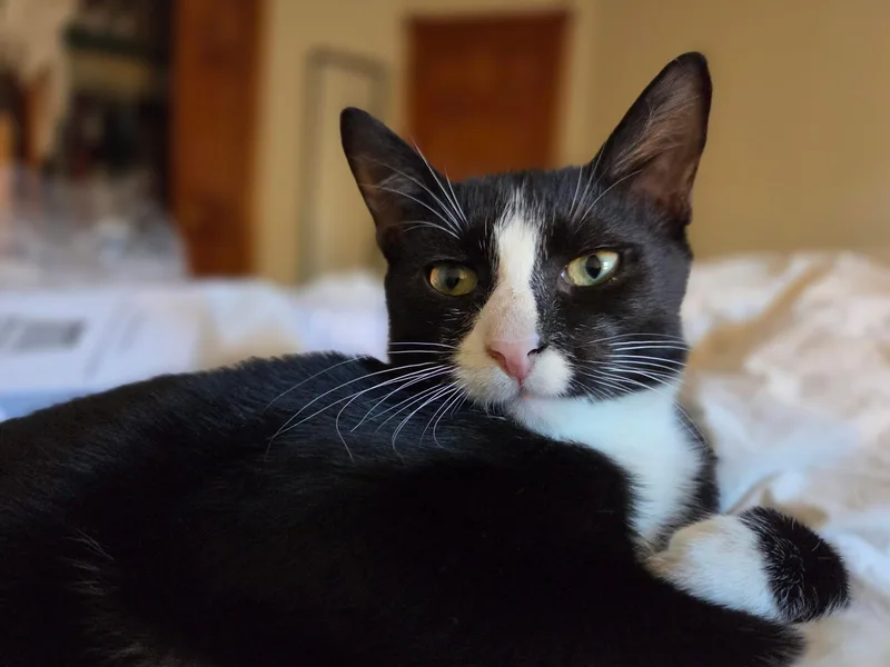 A baby small-sized male Black & White / Tuxedo Domestic Short Hair cat named Puffball for adoption in Ridgewood, NY