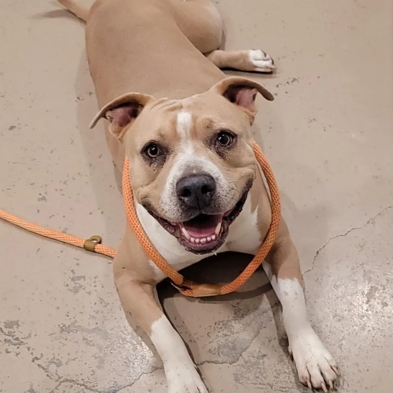 A young medium-sized female Yellow / Tan / Blond / Fawn Mixed Breed dog named Blake for adoption in Buchanan Dam, TX