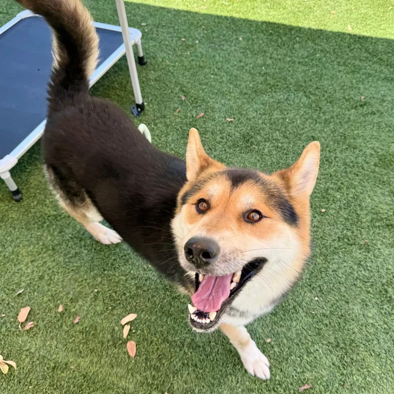 An adult large-sized male Brown / Chocolate Shepherd dog named River for adoption in Agoura Hills, CA
