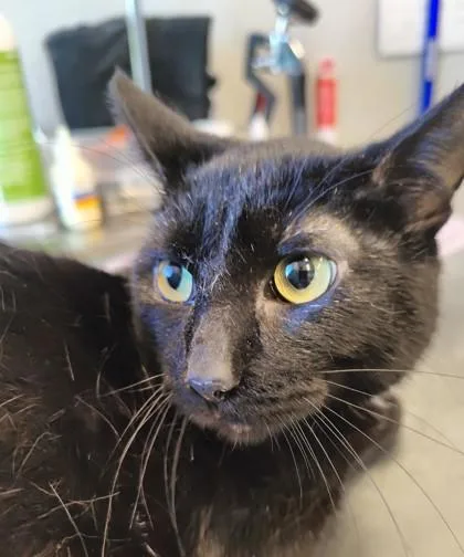 An adult medium-sized male Domestic Short Hair cat named Oslo for adoption in Lafayette, IN