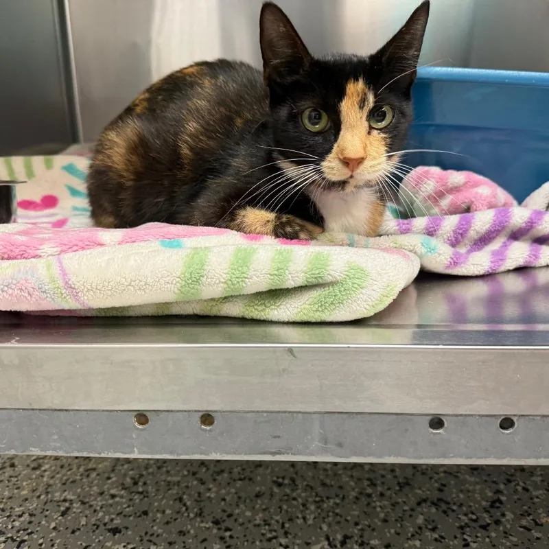 A young medium-sized female Orange / Red Domestic Short Hair cat named Moscato for adoption in Lakeland, FL