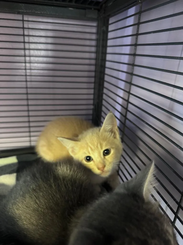 A baby medium-sized male Domestic Short Hair cat named Butters for adoption in Johnson City, TN
