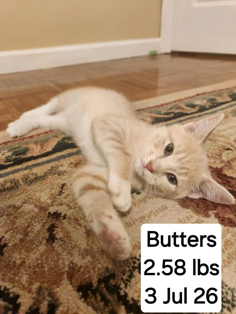 Butters thumbnail 2