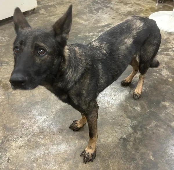 An adult medium-sized female German Shepherd Dog dog named Nyx for adoption in Osage Beach, MO
