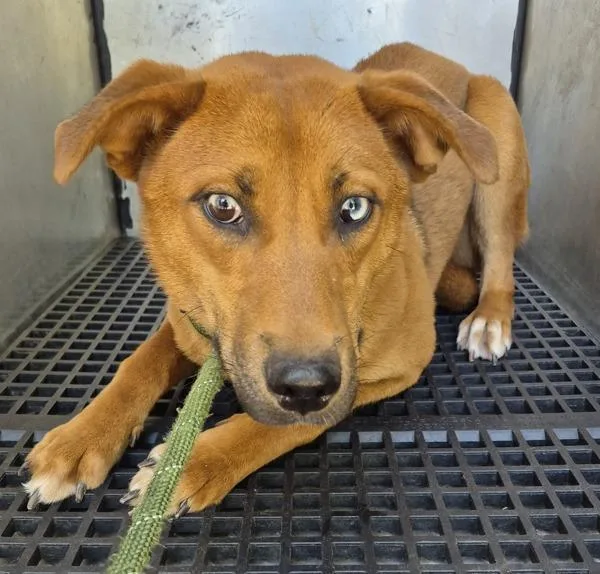 A young medium-sized female Shepherd dog named Pen C Giana for adoption in Lawrenceville, GA