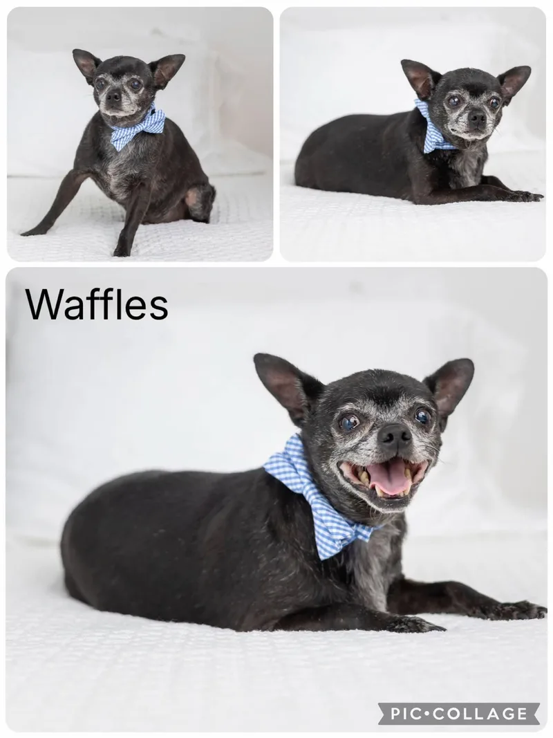 A senior small-sized male Black Chihuahua dog named Waffles for adoption in Enterprise, AL