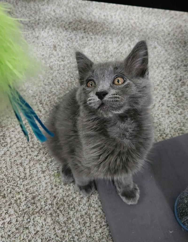 A baby medium-sized male Gray / Blue / Silver Domestic Short Hair cat named Teddy Willow Grove for adoption in Greenville, DE