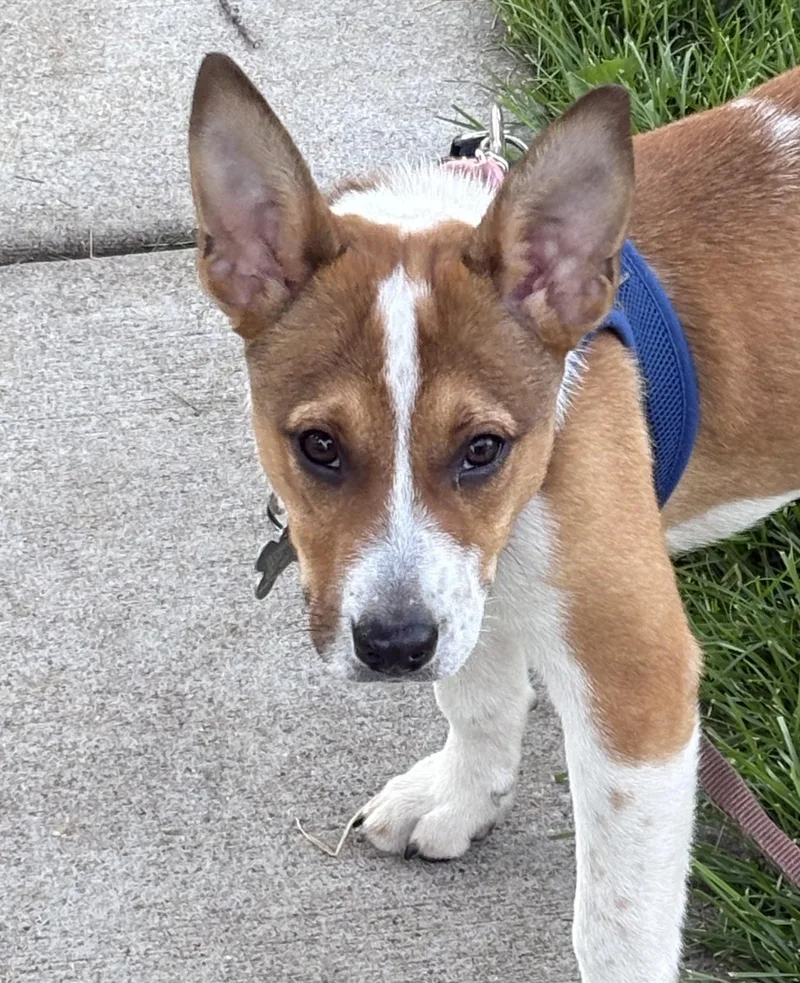 A baby medium-sized female Terrier dog named Tina Feyhound for adoption in Palatine, IL