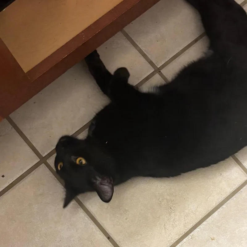 Ninja