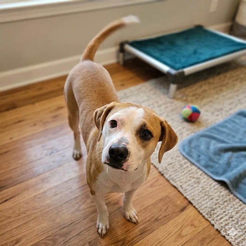 A young medium-sized female Hound dog named Honey for adoption in Eustis, FL