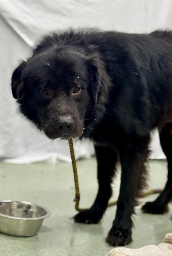 A young large-sized male Great Pyrenees dog named Waldo for adoption in Danielsville, GA