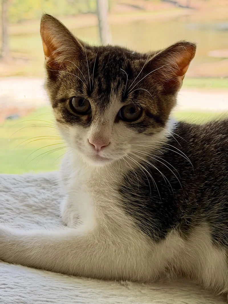 A young medium-sized male American Shorthair cat named Garth for adoption in Roanoke, AL