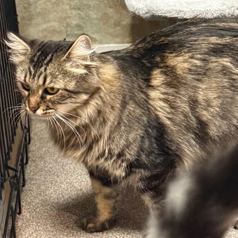 A young small-sized female Gray / Blue / Silver Domestic Medium Hair cat named Freya for adoption in Grantsville, UT