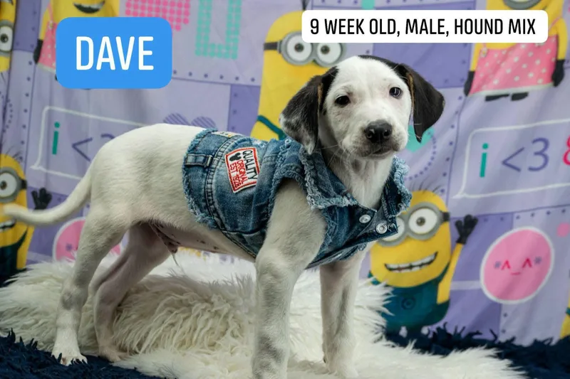 Dave thumbnail 4