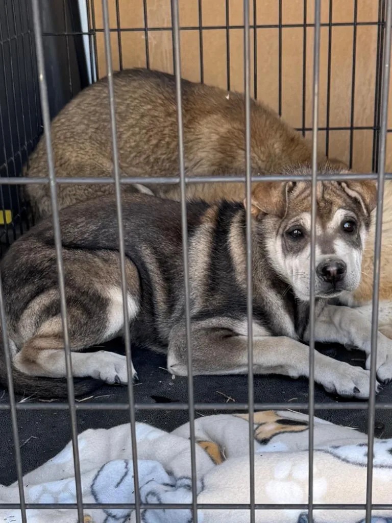 A baby medium-sized female Husky dog named Brandy for adoption in Chino Valley, AZ
