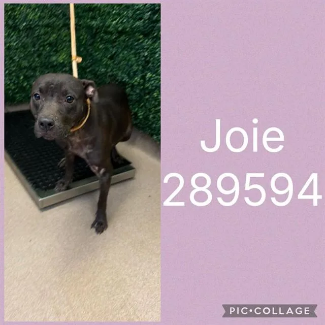 A young medium-sized female Mixed Breed dog named Joie for adoption in Macon, GA