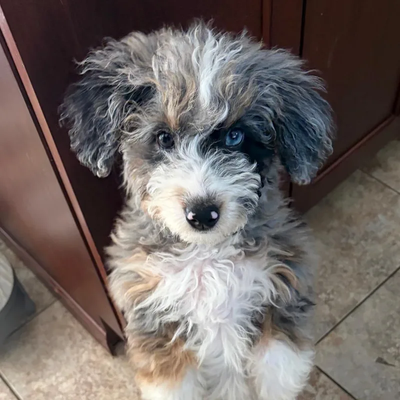 A baby small-sized female Gray / Blue / Silver Bernese Mountain Dog dog named Yara for adoption in Sinking Spring, PA