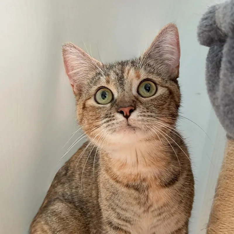 A young small-sized female Domestic Short Hair cat named Bailey for adoption in State College, PA