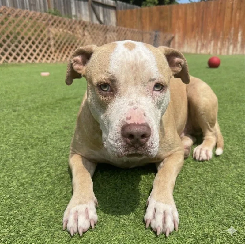 Cowboy