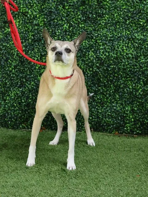 An adult small-sized male Chihuahua dog named Captain for adoption in Naples, FL