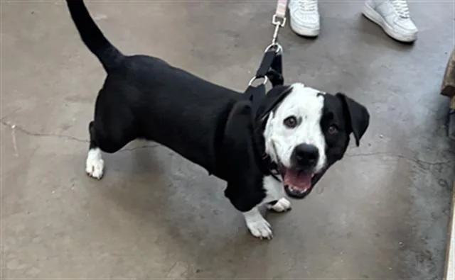 A young large-sized female Mixed Breed dog named Luna for adoption in Dallas, TX