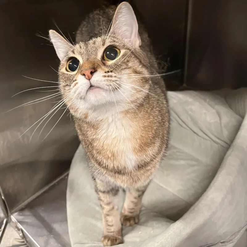 Priscilla thumbnail 2