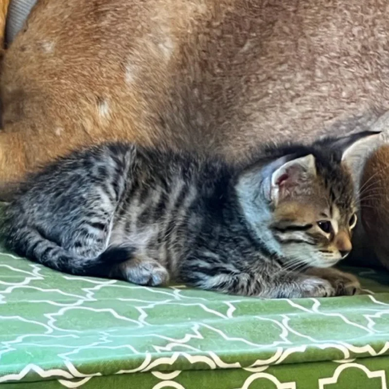 Priscilla thumbnail 3