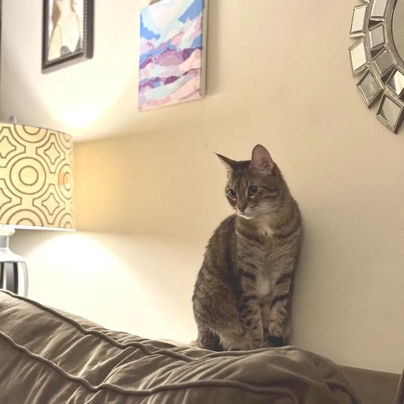 Priscilla thumbnail 4