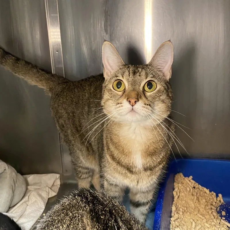 Priscilla thumbnail 5