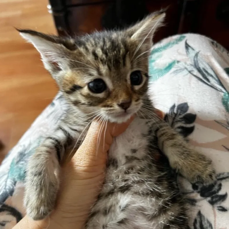 Priscilla thumbnail 6