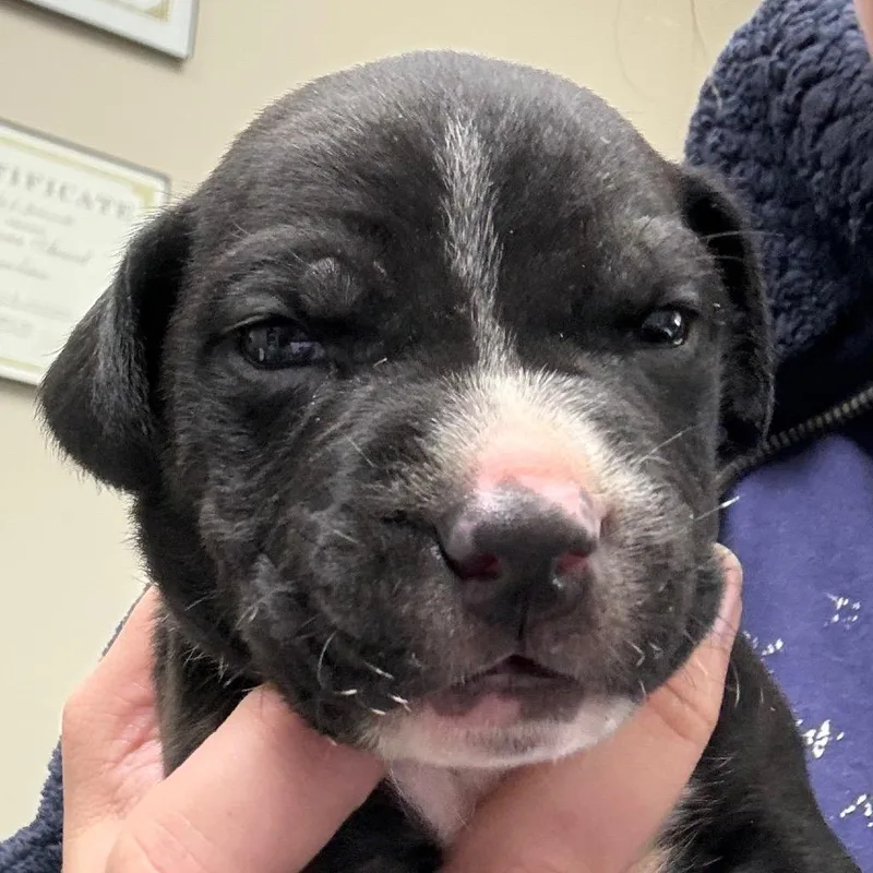 A baby medium-sized male Black Mixed Breed dog named Malcolm for adoption in Bentonville, AR