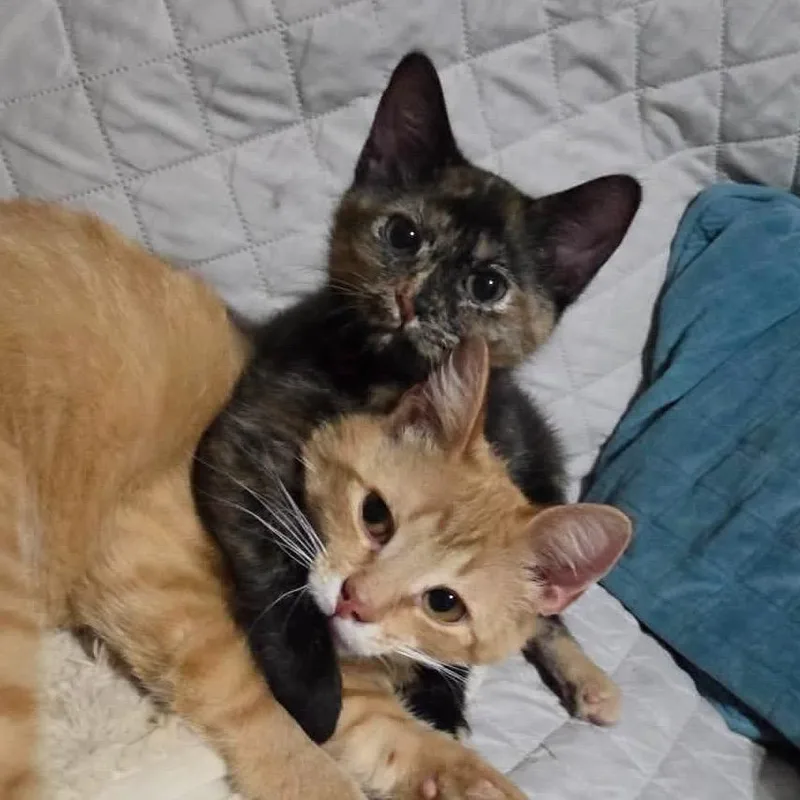 Fat Baby thumbnail 2