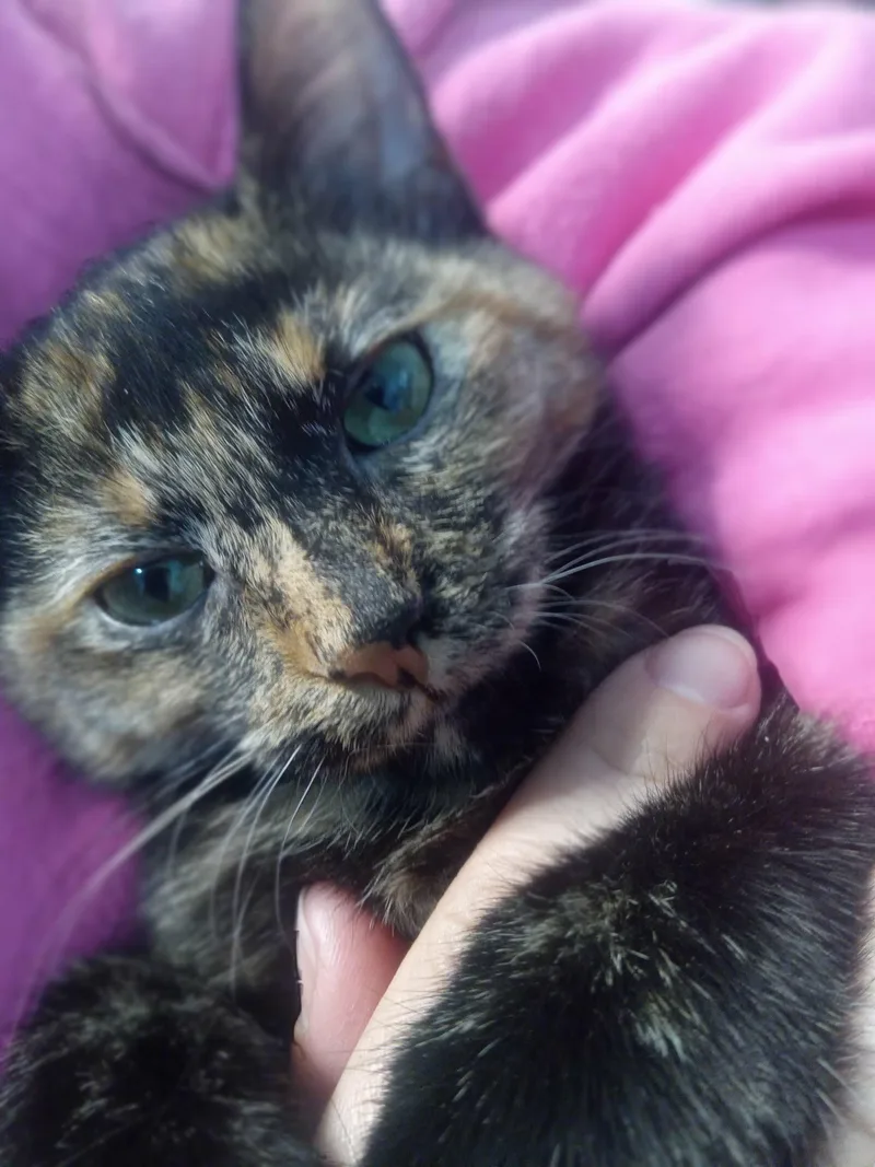 Fat Baby thumbnail 3