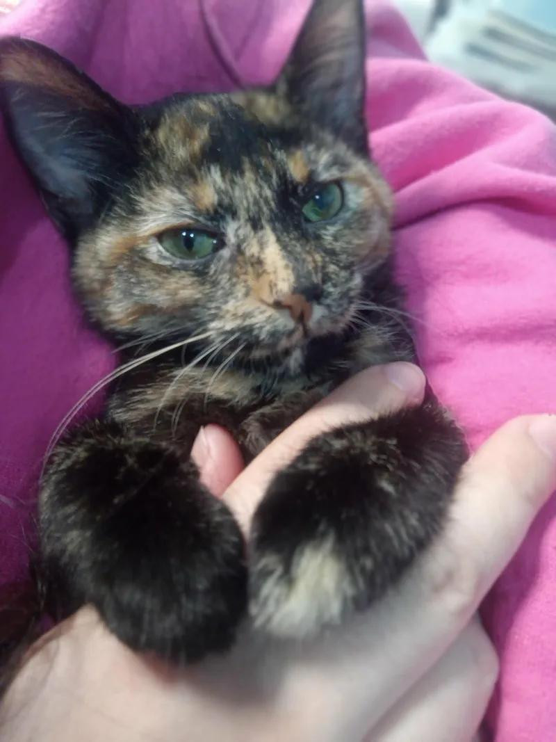 Fat Baby thumbnail 4