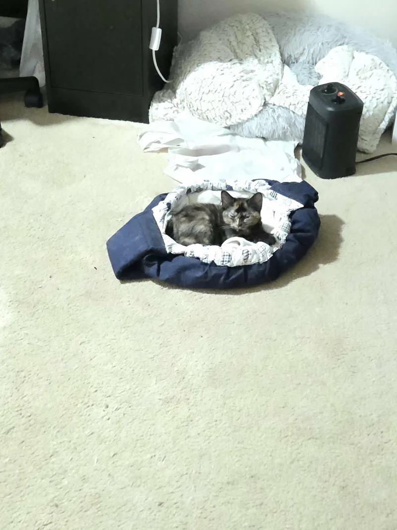 Fat Baby thumbnail 5