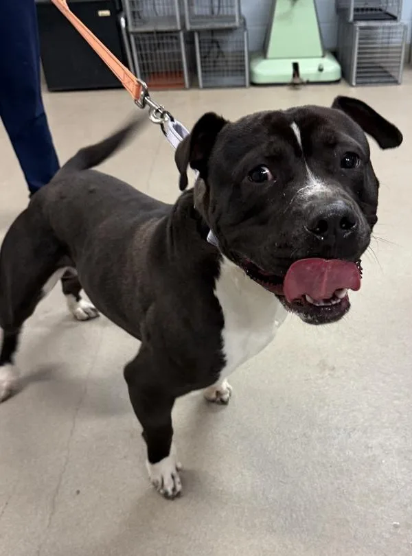 Big Snort thumbnail 2