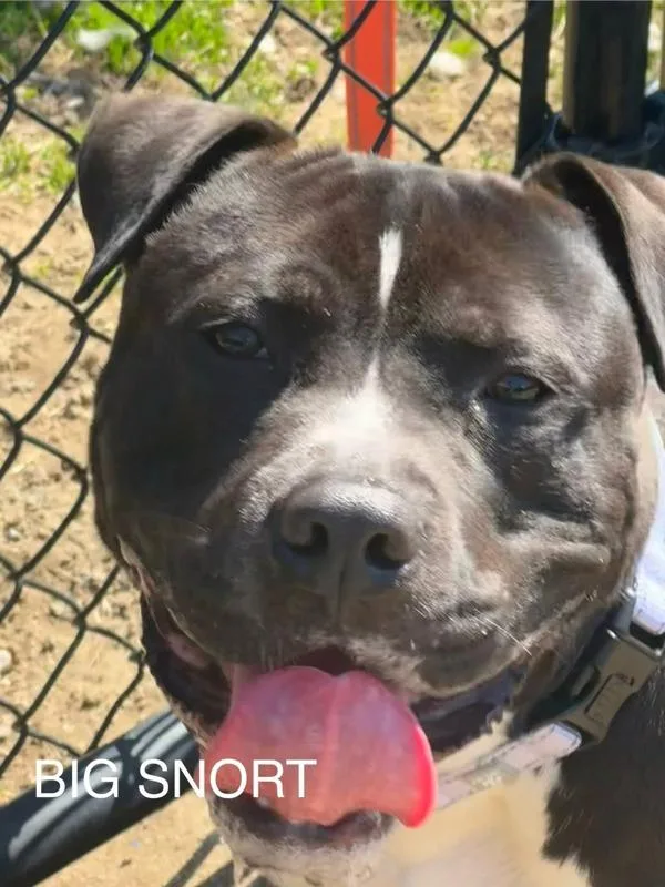 Big Snort thumbnail 3