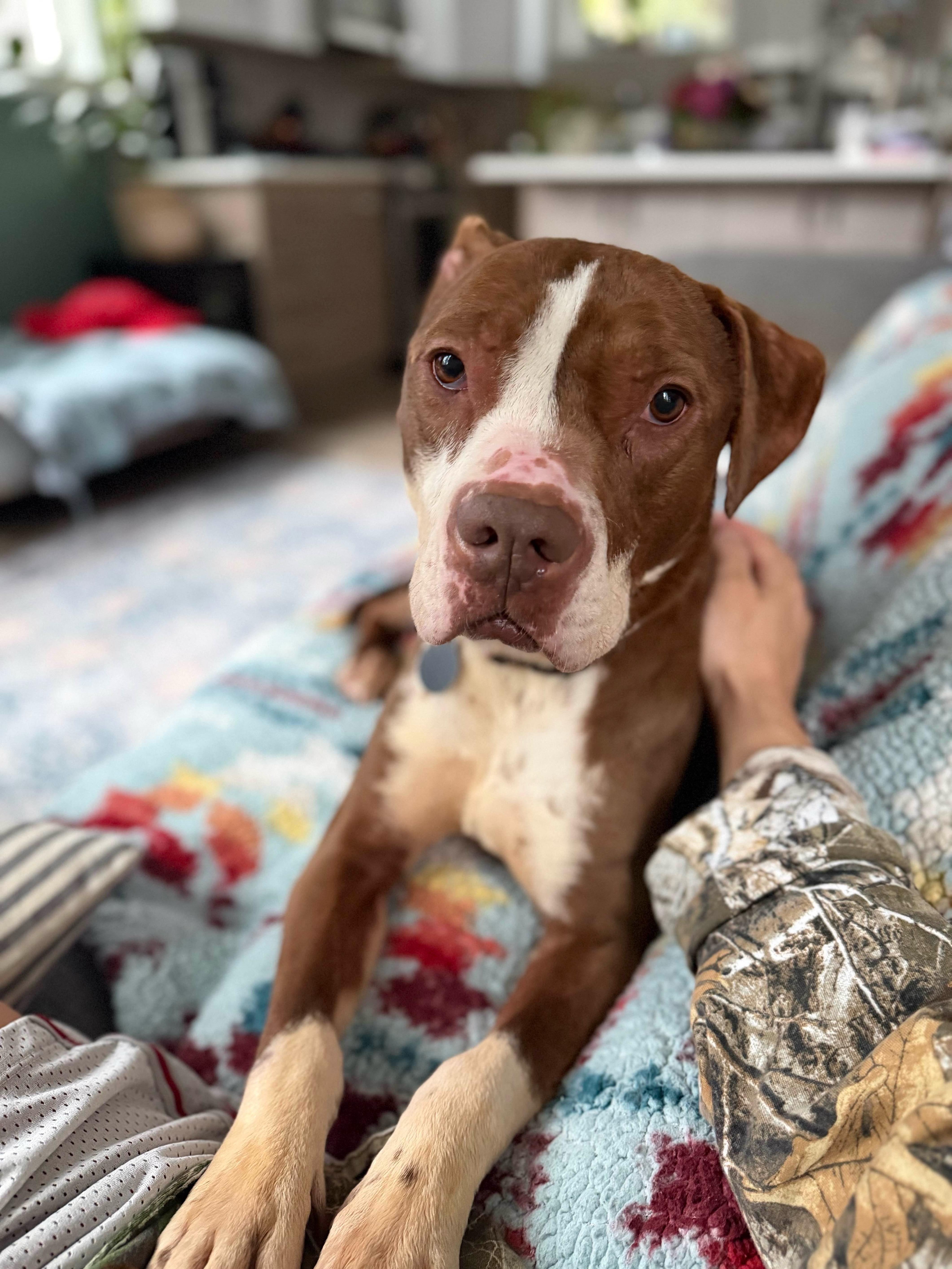 An adult medium-sized female Red / Chestnut / Orange American Staffordshire Terrier dog named Delilah for adoption in lynnwood , WA