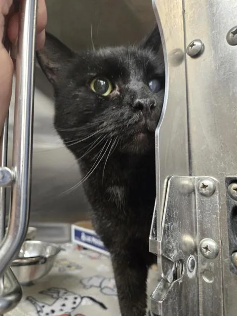 A senior medium-sized male Domestic Short Hair cat named Onyx for adoption in Casper, WY
