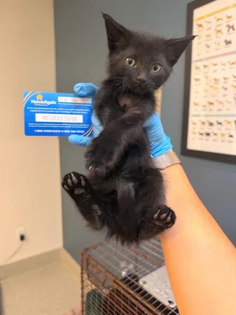 A baby small-sized female Domestic Short Hair cat named Betsy for adoption in San Luis Obispo, CA