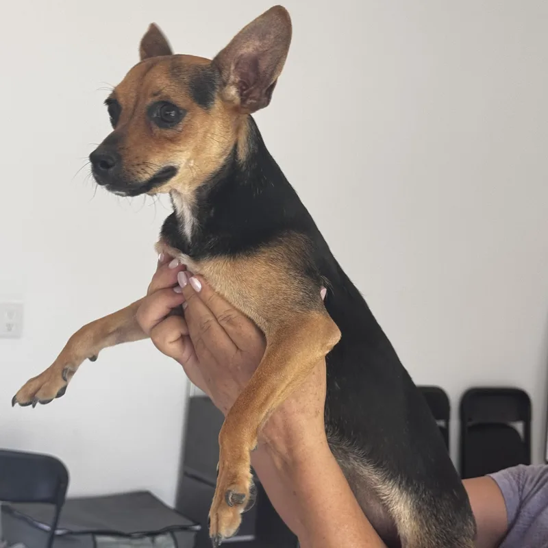 A young small-sized male Bicolor Miniature Pinscher dog named Luccas for adoption in Manvel, TX