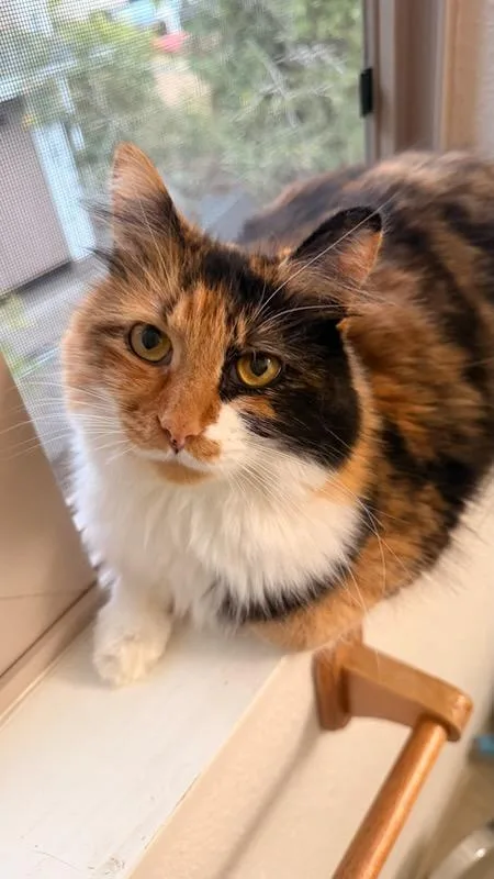 An adult medium-sized female Domestic Long Hair cat named Callie for adoption in Eureka, CA