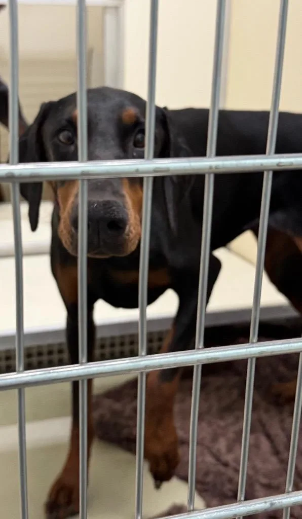A young large-sized female Mixed Breed dog named Violet for adoption in Columbia, TN