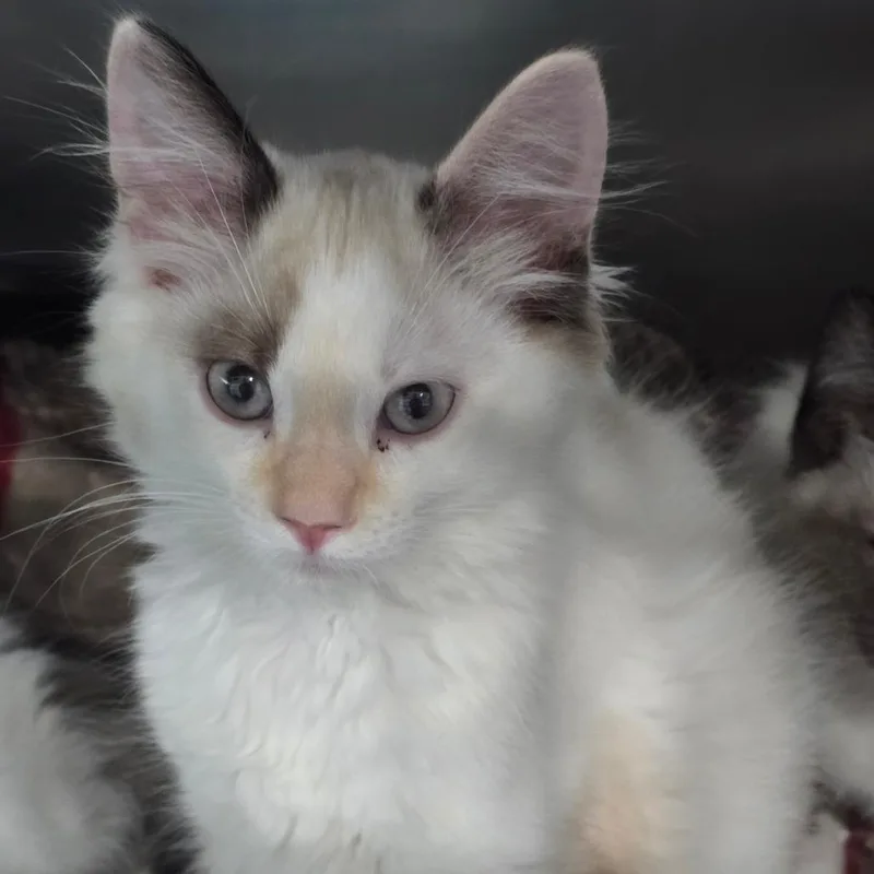 A baby small-sized female Domestic Medium Hair cat named Otama for adoption in Fairmont, WV