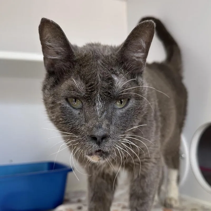An adult small-sized male Gray / Blue / Silver Domestic Short Hair cat named Roy G Biv for adoption in Kanab, UT