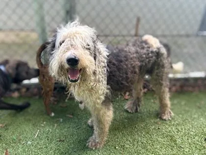 An adult large-sized male Standard Poodle dog named Sam for adoption in Gainesville, FL