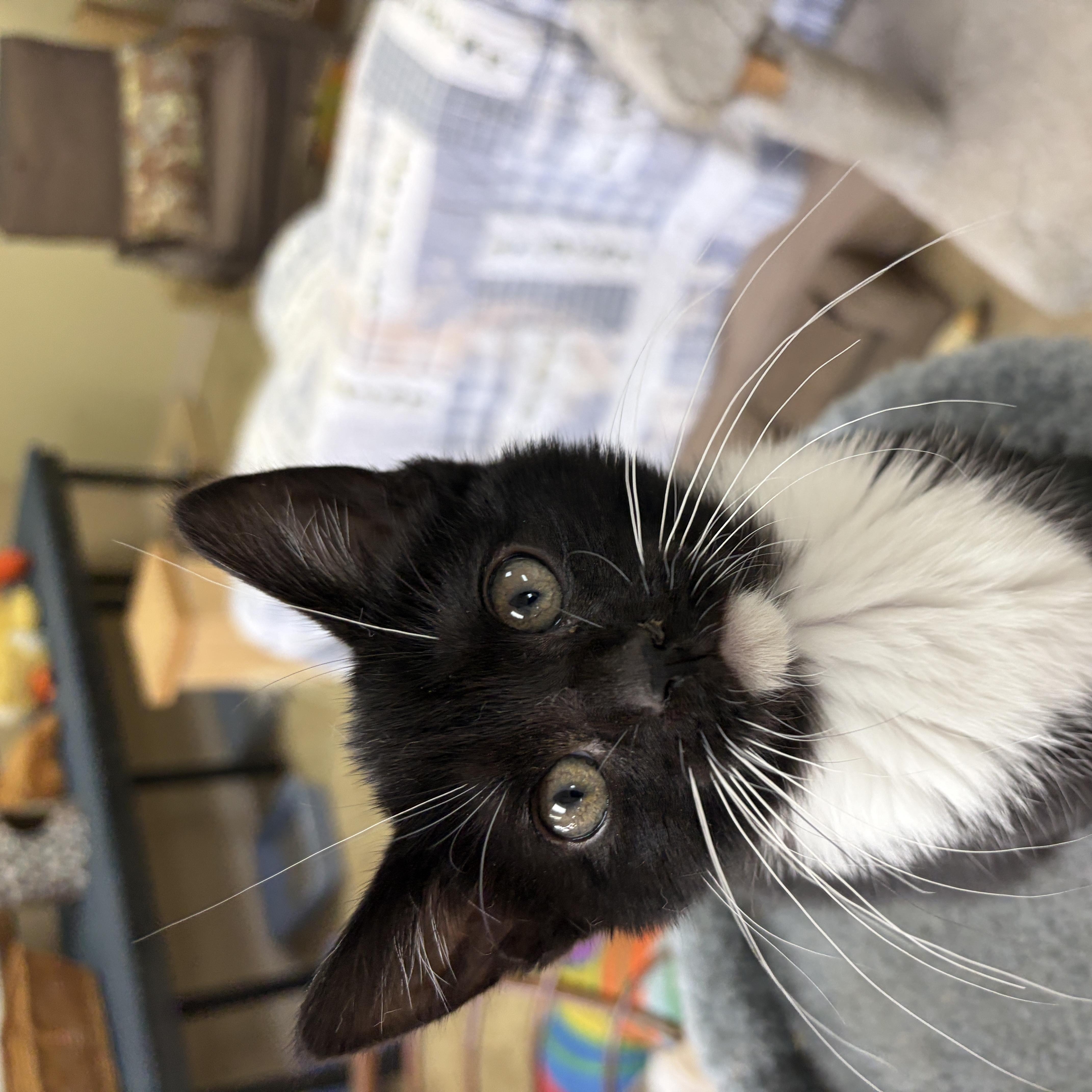 A baby medium-sized female Domestic Short Hair cat named La Toya for adoption in Neillsville, WI
